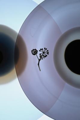 Transparences éphémères - Fleur de lierre grimpant 1.jpg